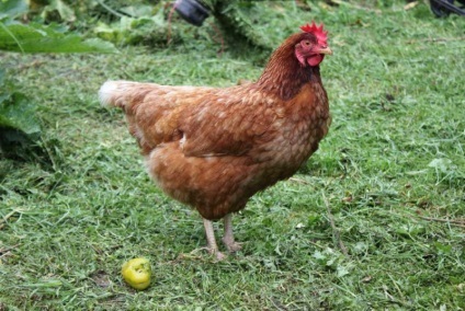Caracteristic rase de pui aparat de ras maro și alb, cu imagini și recenzii pentru agricultori (fermieri) Caracteristic rase de pui aparat de ras maro și alb, cu imagini și comentarii Fermierilor