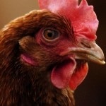 Caracteristic rase de pui de ras maro si alb, cu imagini și recenzii ale fermierilor (alb) Caracteristic rase de pui aparat de ras maro și alb, cu imagini și comentarii Fermierilor
