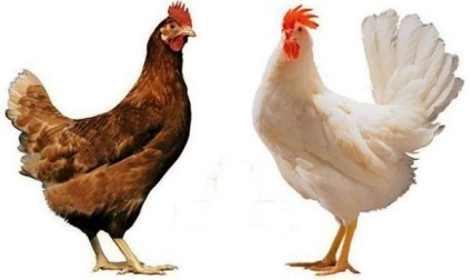 Caracteristic rase de pui de ras maro si alb, cu imagini și recenzii Fermierilor (Aparat de ras) Caracteristic rase de pui aparat de ras maro și alb, cu imagini și comentarii Fermierilor