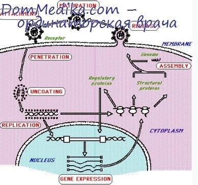 infecții virale cronice (citomegalovirusul) infecții virale cronice