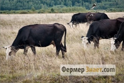 Yaroslavl rasa de bovine de reproducție și caracteristicile distinctive ale bovinelor (vaci) Yaroslavl vaci de reproducție rasa și caracteristicile distinctive ale bovinelor