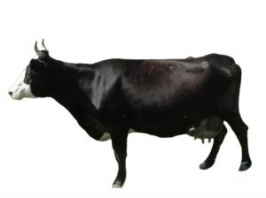 Yaroslavl vaci de lapte, toate informațiile referitoare la speciile (bovine) Yaroslavl vaci de lapte toate informațiile despre rasa