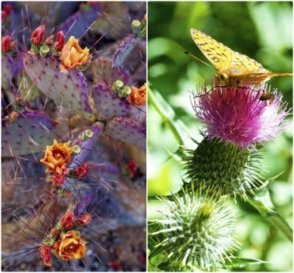 De ce plante crampoane (spikes) De ce plante spini