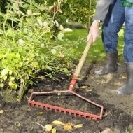 Dries orhidee ce să facă (orhidee) Dries orhidee ce să facă