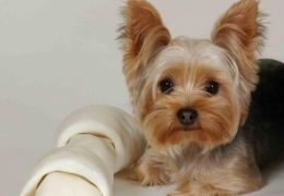 Yorkshire Terrier Sănătate (Sănătate) Sănătate Yorkshire Terrier
