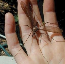 Wildlife ca tantarii sunt mari (numite) Wildlife ca tantarii sunt mari