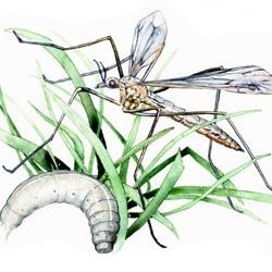 Wildlife ca și sunt țânțari mari (țânțari) Wildlife ca tantarii sunt mari