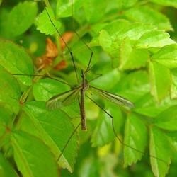 Wildlife ca tantarii sunt mari (numite) Wildlife ca tantarii sunt mari