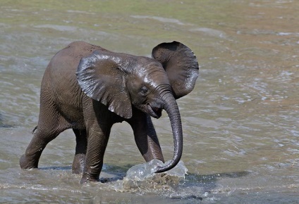 Animal african Elephant poveste despre viata si fapte interesante „biografia“, poze, fotografii, clipuri video despre (imagini) Animal african Elephant poveste despre viata si fapte interesante „biografia“, poze, fotografii, video despre