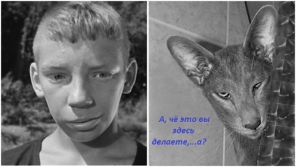 Condiții de viață cu pisici - sfaturi și trucuri (va tambur) Condiții de viață cu pisici - sfaturi și trucuri