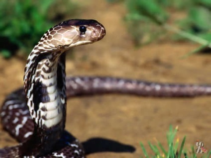 Șerpi - reprezentanți misterioase și neobișnuite ale lumii de reptile (șerpi) Șerpii - reptile misterioase și neobișnuite, reprezentanți ai lumii