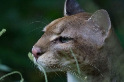 Aur pisica - frumusete spumante (pisica rasa) Cat de Aur - o frumusețe strălucitoare