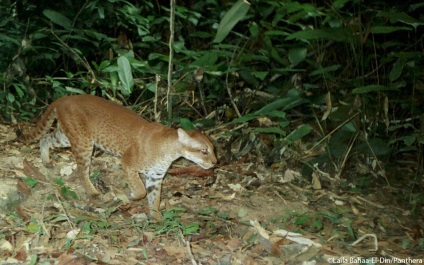 Aur pisica (pisica de aur din Africa) (cat) Pisica de Aur (pisica de aur din Africa)