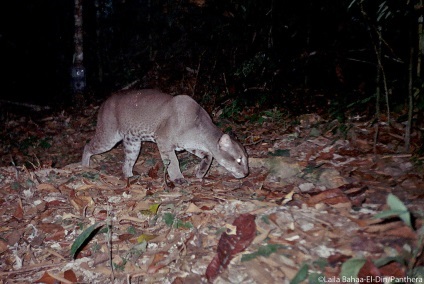 Aur pisica (pisica de aur din Africa) (cat) Pisica de Aur (pisica de aur din Africa)