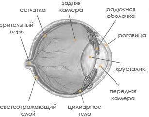 pisici Vision (pisici) pisici viziune