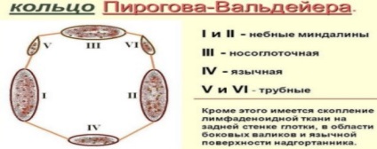 Vegetatiilor adenoide arata ca in nas (vegetații adenoide) Vegetatiilor adenoide arata ca in nas