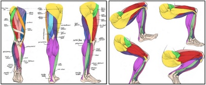 Anatomia mușchilor picioarelor