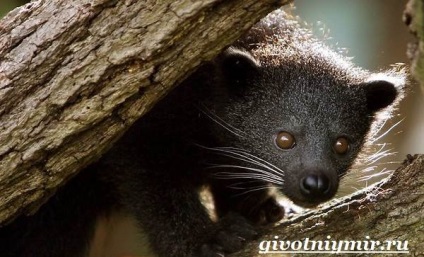 animal binturong (PET) animal binturong