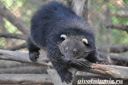 animal binturong (binturong animal) animal binturong