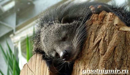 animal binturong (urs binturong pisică) animal binturong