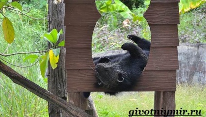 Binturong animal (foto binturong) animal binturong