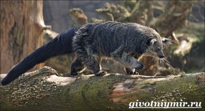 animal binturong (urs binturong pisică) animal binturong