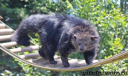 Binturong animal (foto binturong) animal binturong