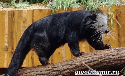 animal binturong (binturong) animal binturong