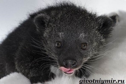 animal binturong (urs binturong pisică) animal binturong