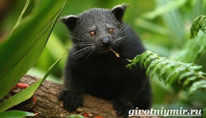 animal binturong (animal binturong. Habitat și modul de viață binturong) animal binturong