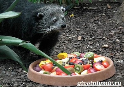 animal binturong (binturong) animal binturong