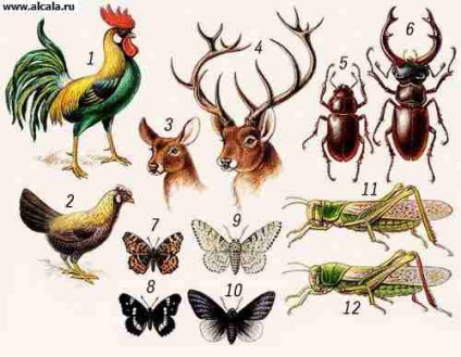 Dimorfismul TSB Enciclopedia (Enciclopedia) Dimorphism Enciclopedia TSB