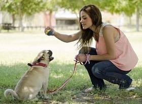 Formarea unui pug și de formare (cum să predea echipe pug) Pug de formare și educație
