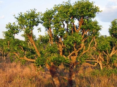 Caracteristici extract Yohimbe de acțiune și indicații, prețul de droguri și Yohimbe comentarii (preparare) Caracteristici extract Yohimbe de acțiune și indicații, prețul de droguri și Yohimbe comentarii
