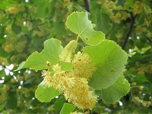 Plant Enciclopedia basswood (tei) Plant Encyclopedia tei