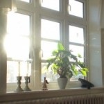 Fazele de creștere a plantelor, etapele de bază ale dezvoltării, latența și floricultură (major) Fazele de creștere a plantelor, etapele de bază ale dezvoltării, latența și flori în creștere