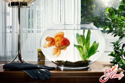 zona de avere Feng Shui (Feng Shui) zona Feng Shui avere