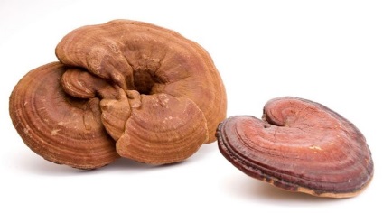 Ganoderma ciuperci imagine, proprietăți medicinale, descrierea biologică, cultivare, utilizare, răspunsuri (proprietăți) Ganoderma ciuperci fotografie, proprietăți medicinale, descriere biologice, cultivare, utilizare, reală