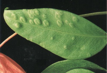 Cum de a trata boala frunze de anthurium fotografie și metode de luptă (Anthurium) Cum de a trata boala frunze de anthurium fotografie și metode de luptă