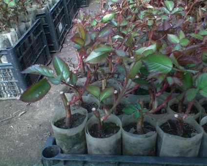 Cum să cumpere și să păstreze plantele de trandafir (răsaduri) Cum să cumpere și să păstreze plantele de trandafir
