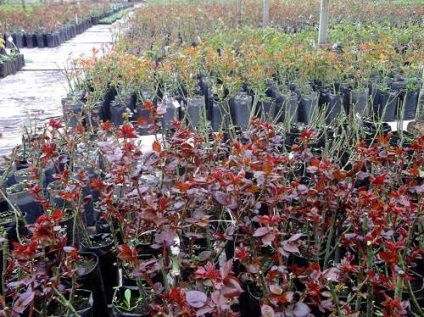 Cum să cumpere și să păstreze plantele de trandafir (magazin) Cum să cumpere și să păstreze plantele de trandafir