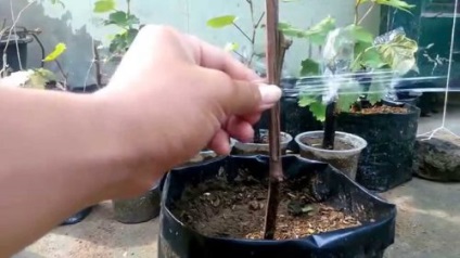 Cum se propaga de la butași de viță de vie în casa în primăvară, toamnă (struguri) Cum se propaga de la butași de viță de vie în casa în primăvară, toamnă