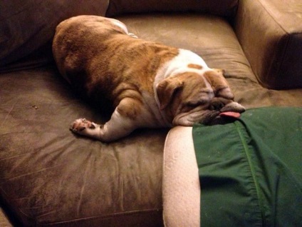 Ceea ce a condus de reproducție de câine (sindromul brahicefale Bulldog) Ceea ce a condus câini de reproducție