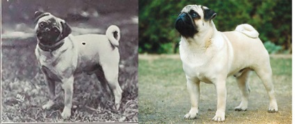 Ceea ce a condus de reproducție de câine (sindromul brahicefale Bulldog) Ceea ce a condus câini de reproducție