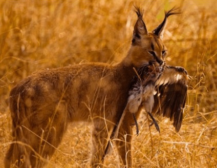 Pisici caracal (caracal) pisica caracal