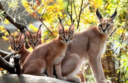 Pisici caracal (caracal) pisica caracal