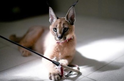 Pisici caracal (subspecii din Asia caracal) pisica caracal