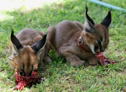 Pisica Caracal (pisici) pisica caracal