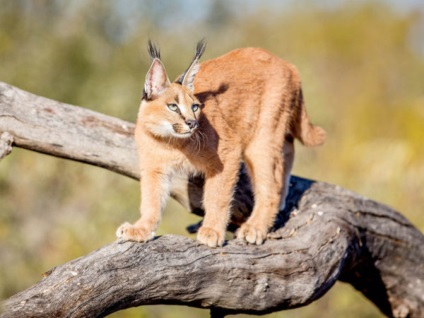 Pisici caracal (subspecii din Asia caracal) pisica caracal