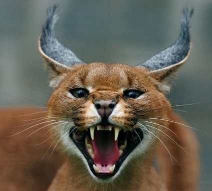 Pisici caracal (caracal) pisica caracal